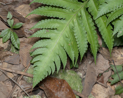 Pleocnemia irregularis