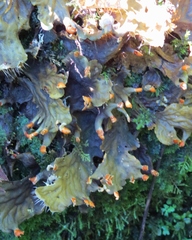 Peltigera neopolydactyla
