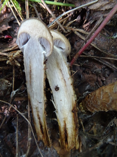 Cortinarius trivialis — (c) Наталья Коротких, some rights reserved (CC BY)