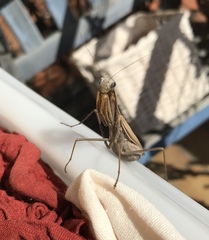 Mantis religiosa