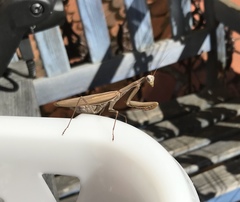 Mantis religiosa
