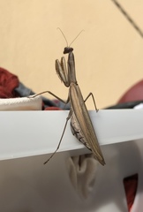 Mantis religiosa