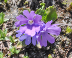 Primula glutinosa