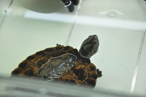 Sulawesi Forest Turtle, Leucocephalon yuwonoi