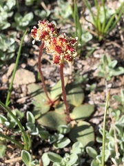 Micranthes aprica