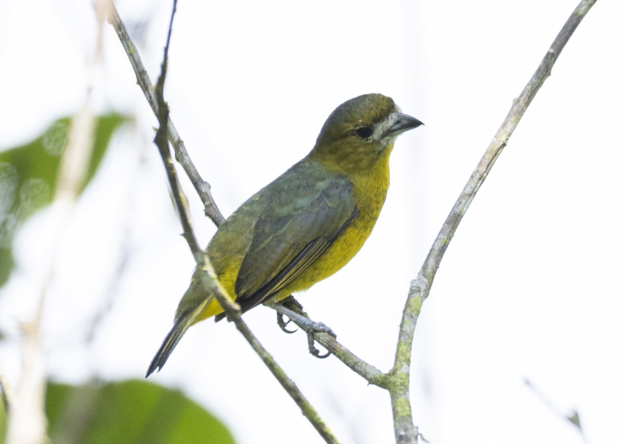 White-lored Euphonia (Euphonia chrysopasta), photo 3