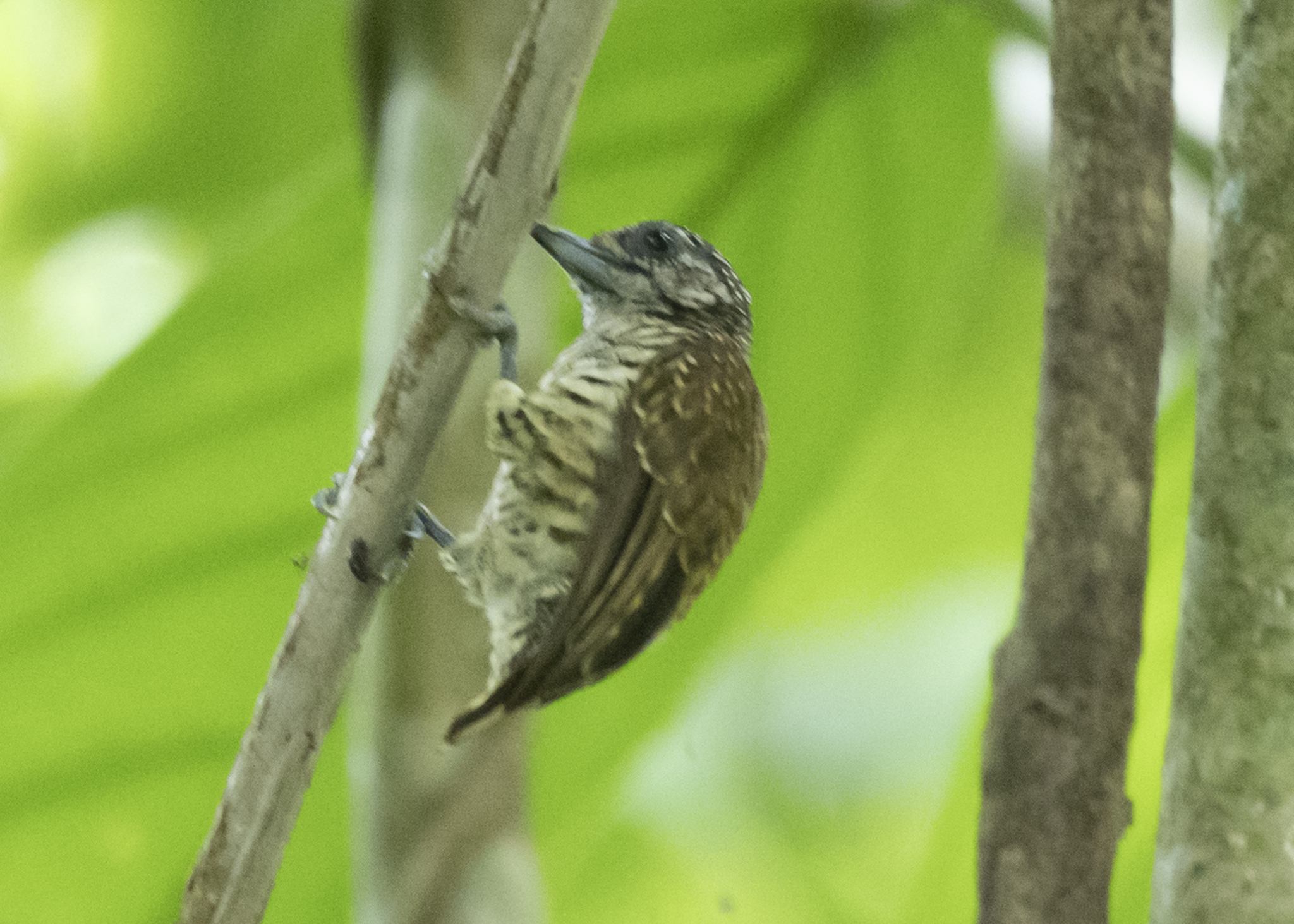 Lafresnaye's Piculet (Picumnus lafresnayi), photo 2