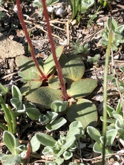 Micranthes aprica
