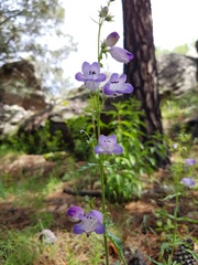 Penstemon campanulatus