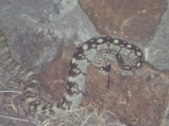 Crotalus ornatus