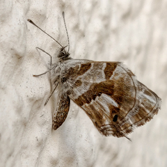 Cacyreus marshalli