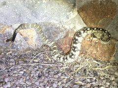 Crotalus ornatus