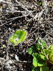 Holothrix brevipetala