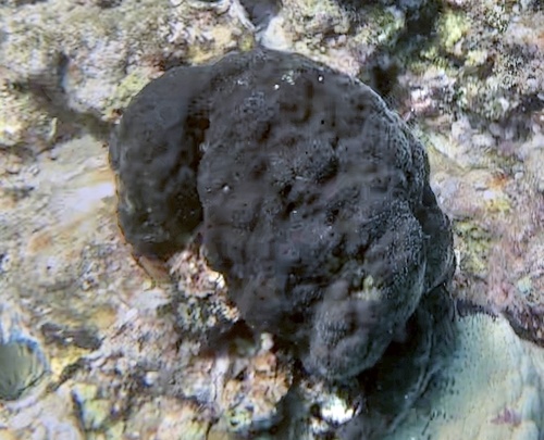 Spongia oceania observed 2025-04-14