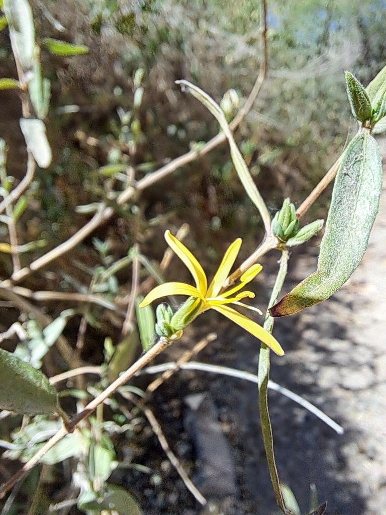Carlowrightia fuertensis