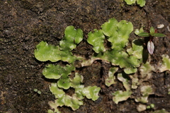 Lunularia cruciata