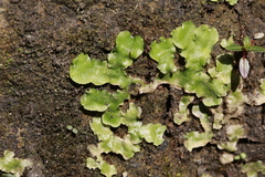 Lunularia cruciata