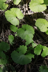 Alliaria petiolata