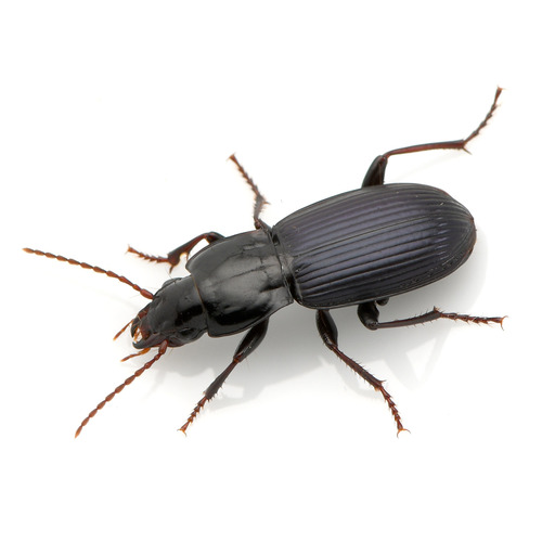 Pterostichus amethystinus photo 5