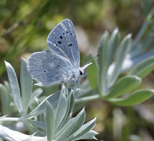 Boisduval's Blue photo 3