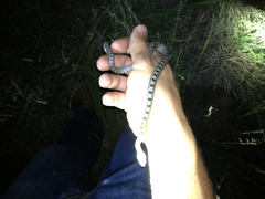 Pantherophis bairdi