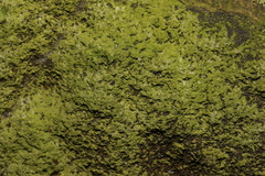 Fungi