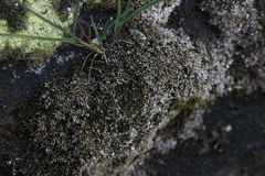 Bryophyta