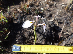 Moraea modesta