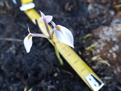 Moraea modesta