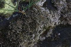 Bryophyta