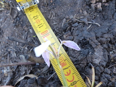 Moraea modesta