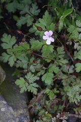 Geranium robertianum