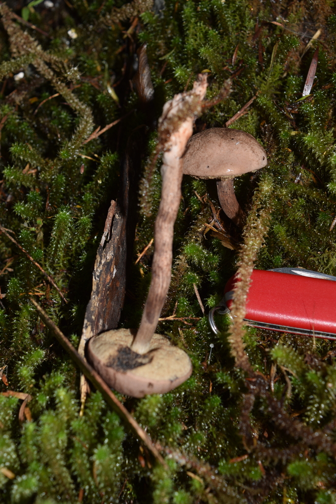 Tylopilus brunneus · April 2025 · photo: © davidwhyte (iNaturalist, cc-by-sa)
