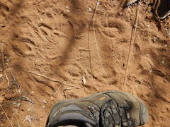 Rhinocerotidae