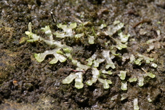 Conocephalum conicum