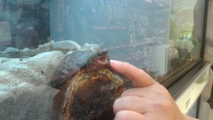 Rhinoclemmys pulcherrima manni