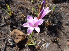 Dierama pendulum