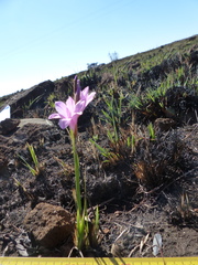 Dierama pendulum