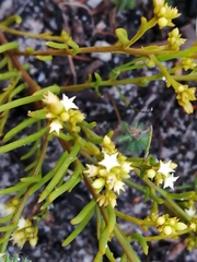 Thesium acuminatum