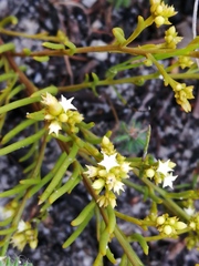 Thesium acuminatum