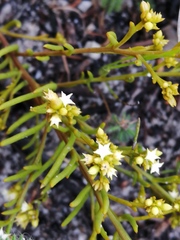 Thesium acuminatum