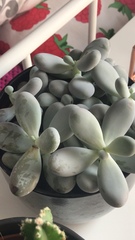 Pachyphytum