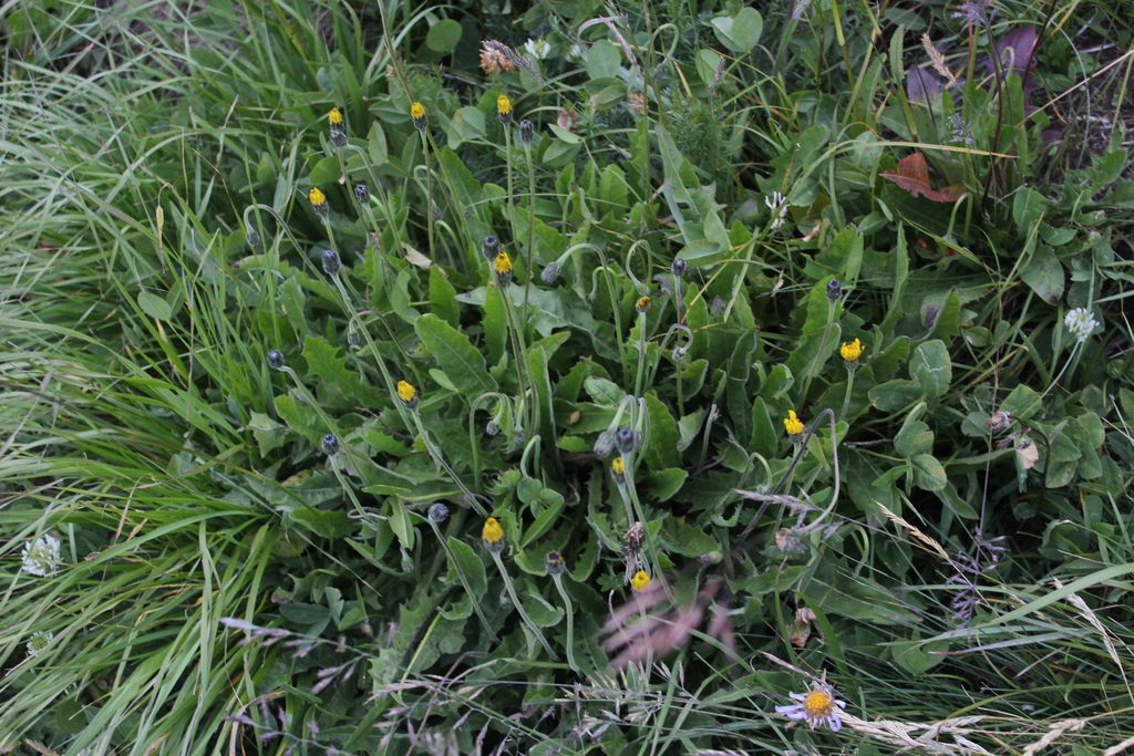 Leontodon caucasicus