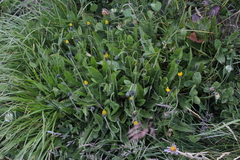 Leontodon caucasicus