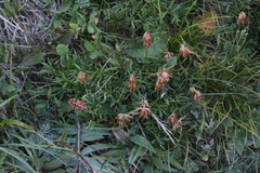 Trifolium polyphyllum