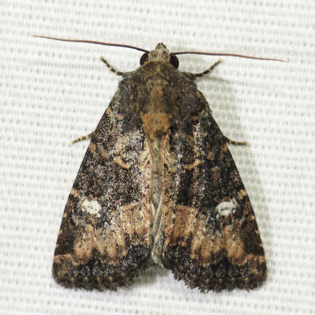 Apamea walshi