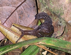 Cryptaustenia