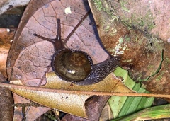 Cryptaustenia