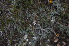 Antennaria caucasica