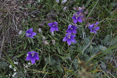 Campanula saxifraga